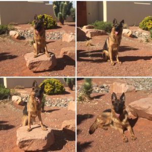 Jasmine-k9s-For-Sale-Command-Dogs-Las-Vegas-protection-k9s-Dog-training