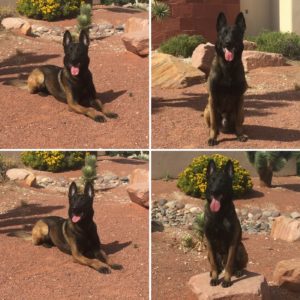 Vohn-k9s-For-Sale-Command-Dogs-Las-Vegas-protection-k9s-Dog-training