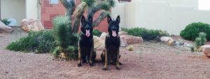 Command Dogs Las Vegas | Dog Training | K9 Training | Dog Care