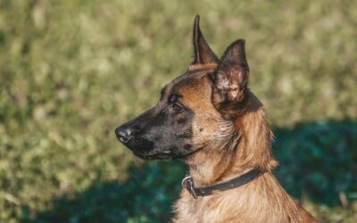 Why is it that most military and most police departments across the U.S. makes it policy that when the K9’s are retired they are not allowed to be adopted into homes?