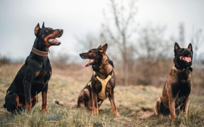 What is the difference in a Personal Protection K9, Family Protection K9, and Executive Protection K9?