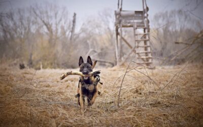 Is a Sport Dog the same as a Protection Dog?