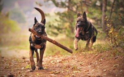 Why we prefer Belgian Malinois over other breeds.