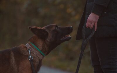 Why an “ex-­military” or “ex-­police” K9 trainer is not desirable.