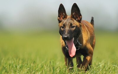 K9 By Design: Puppy to Command Dog in 12 months